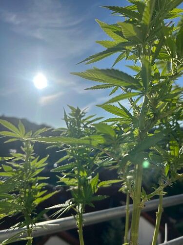Growreport Bild 13