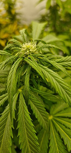 Growreport Bild 39