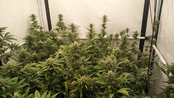 Growreport Bild 1