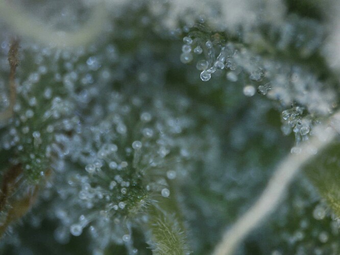 20250604-trichome01