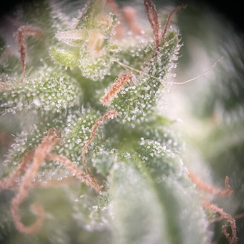 Growreport Bild 32
