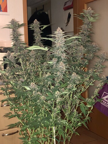 Growreport Bild 11