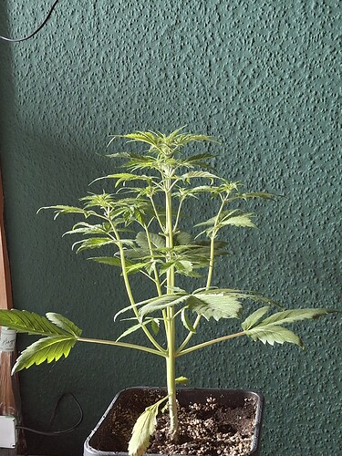 Growreport Bild 6