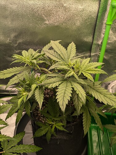 Growreport Bild 36