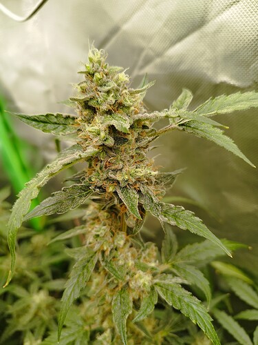 Eine blühende Cannabispflanze mit dichten, harzigen Blütenständen und grünen Blättern, die in einem Growzelt wächst.
