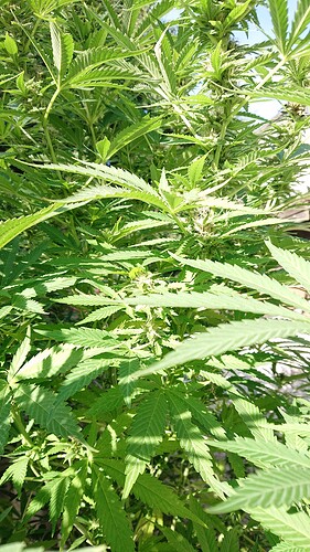 Growreport Bild 80