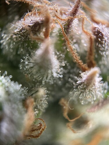 Growreport Bild 35