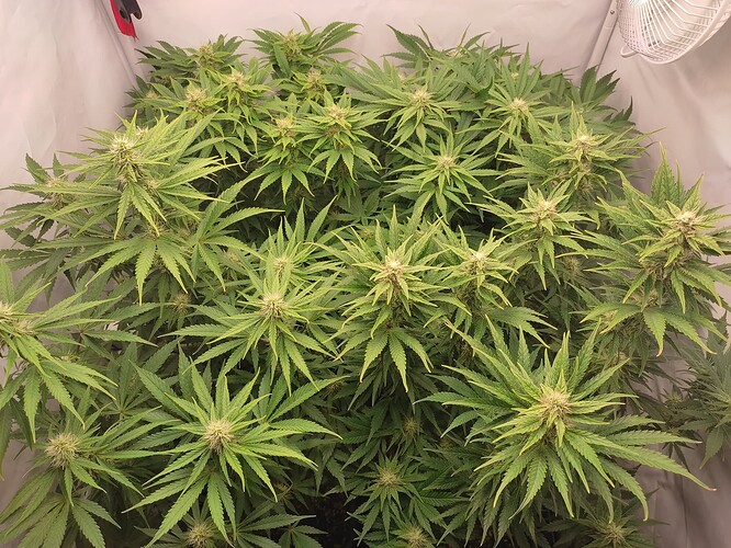 Growreport Bild 17