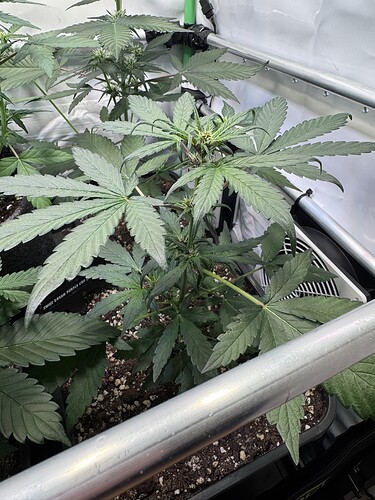 Growreport Bild 13