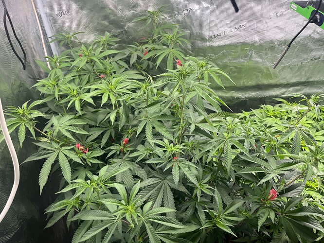 Growreport Bild 7