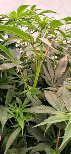 Growreport Bild 8