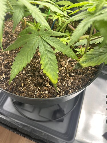 Growreport Bild 1