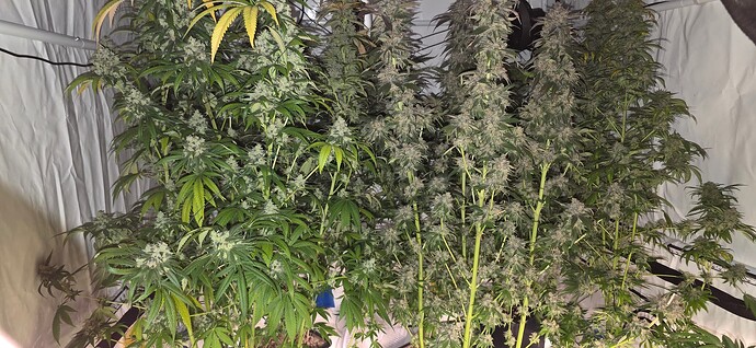 Growreport Bild 46