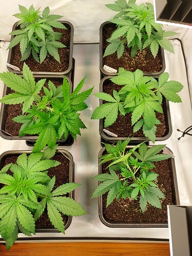 Growreport Bild 1