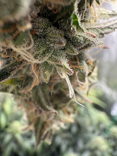 Growreport Bild 30