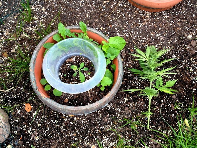 Grow24_0913_02