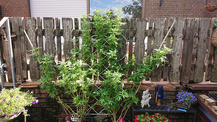 Hecke2