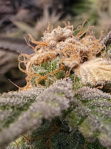 Growreport Bild 9