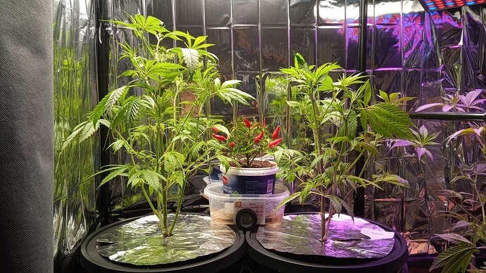 Growreport Bild 6