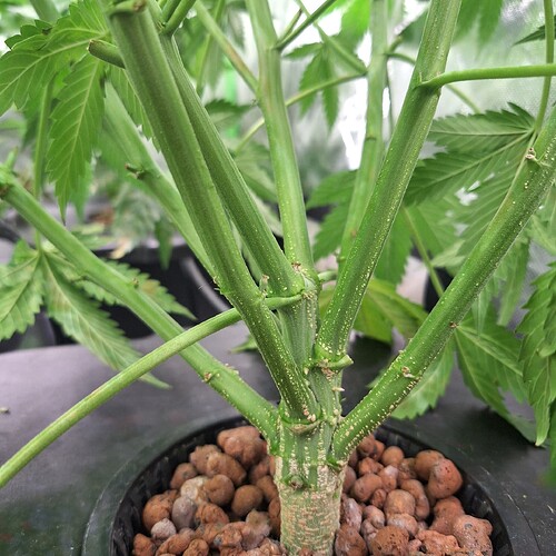 Nahaufnahme des Stammes einer Cannabispflanze mit mehreren Verzweigungen und Blättern im Hintergrund.