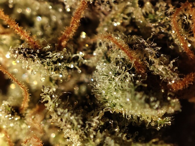 Growreport Bild 32