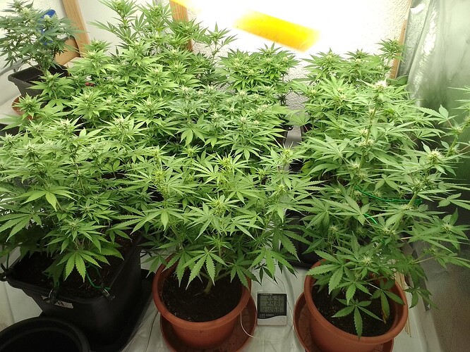 Growreport Bild 18