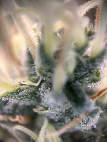 Growreport Bild 3