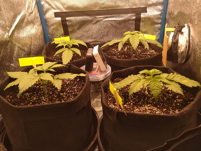 Growreport Bild 1