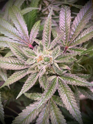 Growreport Bild 1
