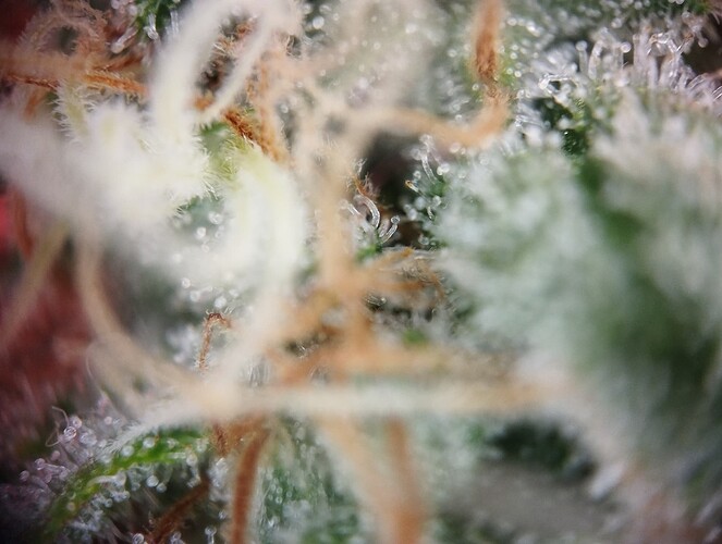 IMG_20250226_194618 - Kopie