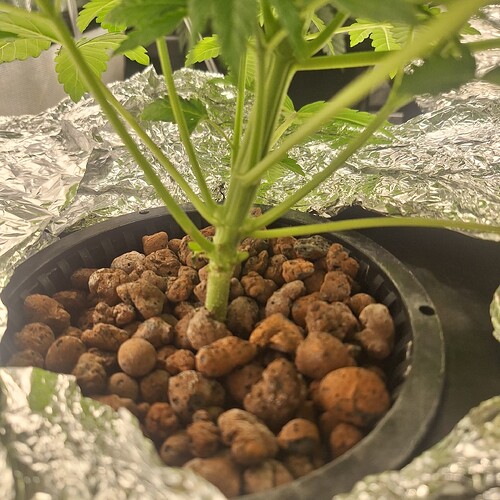 Nahaufnahme des Stammes einer jungen Cannabispflanze, die in Blähton in einem schwarzen Topf wächst. Die Pflanze hat mehrere grüne Stiele, die sich von der Hauptbasis aus verzweigen.