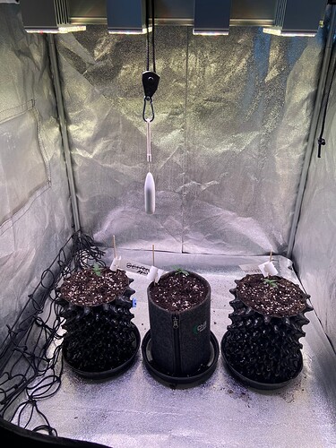 IMG_4584