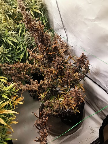 Growreport Bild 5