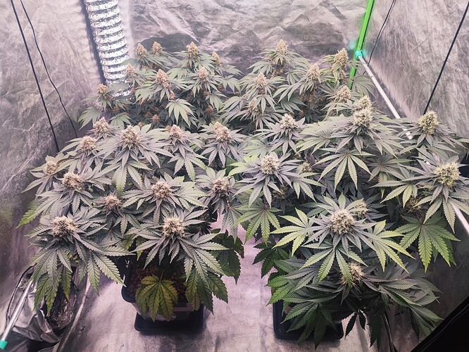 Growreport Bild 1