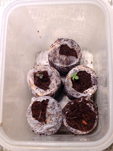 Grow26_0510_5