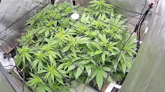 picture_20250129_063001