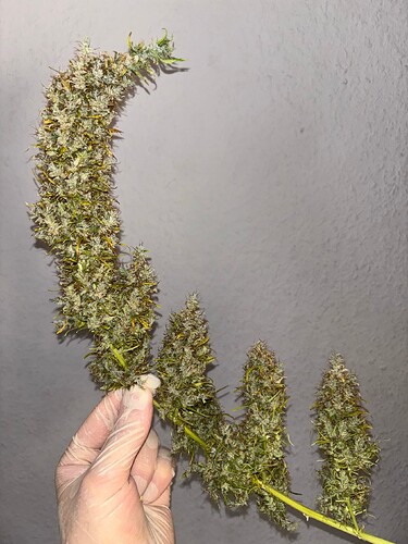 Growreport Bild 7