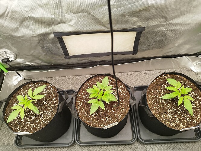 Growreport Bild 1