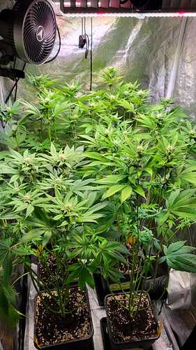 Mehrere Cannabispflanzen in der Blütephase in einem Growzelt mit LED-Beleuchtung und Umluftventilator.