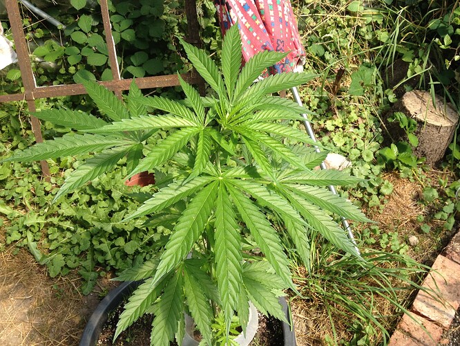 Growreport Bild 4