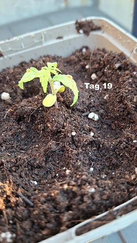 Tag19