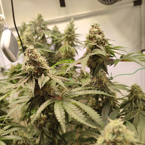 Growreport Bild 15