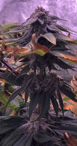 Growreport Bild 5