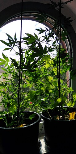 Growreport Bild 1