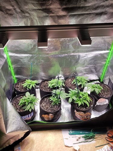 Growreport Bild 22