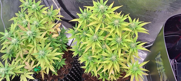 IMG_20251125_204805926_HDR