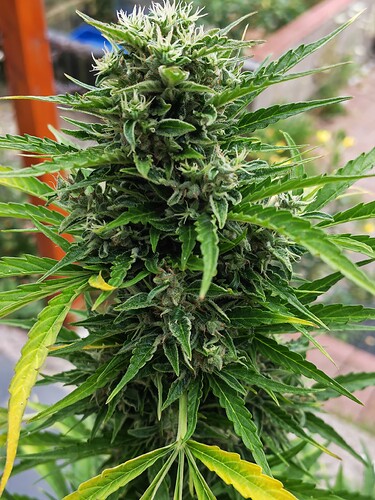 Growreport Bild 17