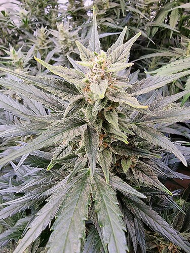 Growreport Bild 4