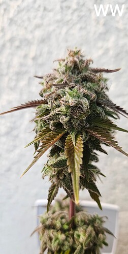 Growreport Bild 2