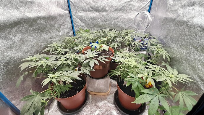 Growreport Bild 4